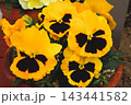 パンジー　鉢植え　ガーデニング　花 143441582