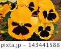 パンジー　鉢植え　ガーデニング　花 143441588