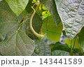 インゲンマメ　蔓あり　つるありいんげん 143441589
