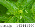 バジル　ハーブ　Basil　食用 143441590