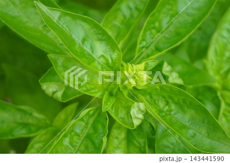 バジル ハーブ Basil 食用 バジル ハーブ Basil 食用 143441590