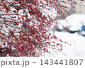Branches with red leaves covered in snow in a winter scene at a quiet urban park during the daytime 143441807