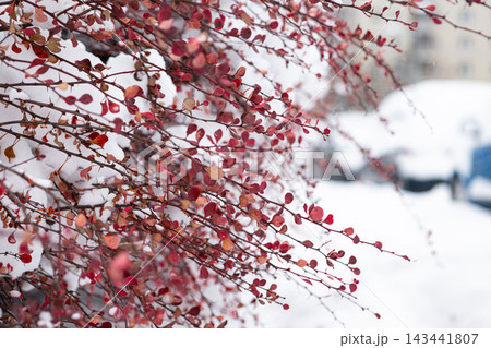 Branches with red leaves covered in snow in a winter scene at a quiet urban park during the daytime 143441807