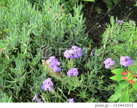 ハマナデシコの紫色の花 ハマナデシコの紫色の花 143442015