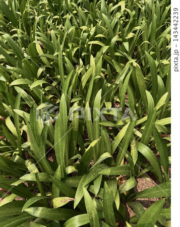 Crinum lily or Agapanthus foliage spread across a landscape bed with vibrant, yellowish-green to deep emerald-green strap-like leaves emerging from the ground. Crinum lily or Agapanthus foliage spread across a landscape bed with vibrant, yellowish-green to deep emerald-green strap-like leaves emerging from the ground. 143442239