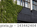 Green ivy vine growing on brick building facade with black wall and wooden windows. 143442404