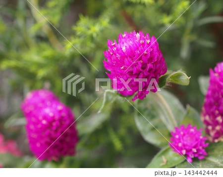 千日紅の濃いピンク色の花 千日紅の濃いピンク色の花 143442444