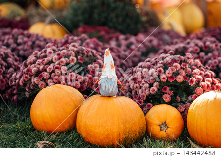 Pumpkin harvest with autumn gnome decoration and flowers Pumpkin harvest with autumn gnome decoration and flowers 143442488