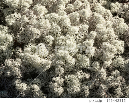 Intricate Fractal Texture of White Reindeer Moss in Arctic Tundra Intricate Fractal Texture of White Reindeer Moss in Arctic Tundra 143442515