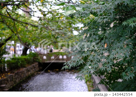 小川と植物 小川と植物 143442554