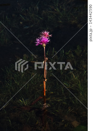 Solitary Purple Thistle Flower Illuminated in Low Key Dark Background 143442590