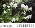 初夏を彩る純白の百合の花｜咲き誇るテッポウユリ 143442599