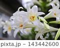 テッポウユリの接写｜柔らかな光と純白の花びらの質感 143442600