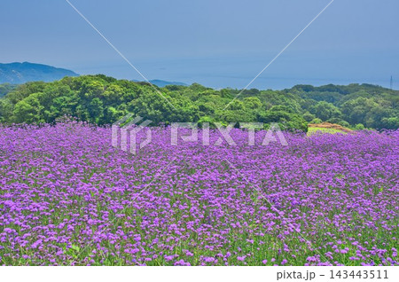 【兵庫県立公園あわじ花さじき】の三尺バーベナ 【兵庫県立公園あわじ花さじき】の三尺バーベナ 143443511