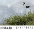 田貫湖の水面を泳ぐカモと湖畔の風景 143443674