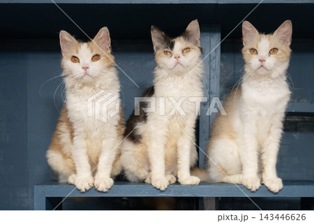 3匹の猫 143446626