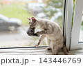 Light-colored kitten grooming face with paw on sunny windowsill beside mesh screen, soft daylight and gentle shadows in cozy indoor home, close-up relaxed posture 143446769