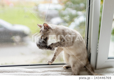 Light-colored kitten grooming face with paw on sunny windowsill beside mesh screen, soft daylight and gentle shadows in cozy indoor home, close-up relaxed posture 143446769