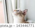 Close-up portrait of light-colored kitten gazing upward toward window, soft natural daylight highlights whiskers and fur texture with gentle creamy bokeh background 143446771