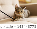 Tabby kitten on living room sofa playing with wand toy, alert curious face and forward ears in warm indoor light on soft fabric cushions, close view today 143446773