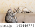 Two young cats playing on sofa backrest in softly lit cozy living room with patterned wallpaper, tabby and light-coated kitten facing each other during gentle play 143446775