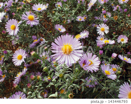 Vibrant display of purple flowers (Michaelmas daisy, Aster) with yellow centers, lush green foliage back. The scene captures the beauty of nature in full bloom. Photo taken with an old digital camera 143446793