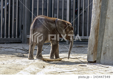 young elephant in a zoo 143447349