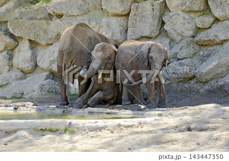 Elephants in a mud hole Elephants in a mud hole 143447350