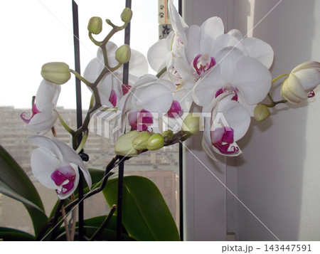 White orchids with pink centers bloom gracefully in a bright indoor setting. Green leaves provide a lush backdrop, enhancing the floral display. Everyday still life. White orchids with pink centers bloom gracefully in a bright indoor setting. Green leaves provide a lush backdrop, enhancing the floral display. Everyday still life. 143447591
