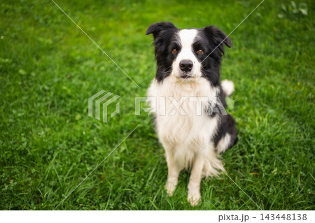 Pet activity Dog outdoors. Cute puppy dog border collie walking on garden park. Pet walking in summer day outdoors. Funny emotional dog having playful mood. Love for pets friendship companion pet care Pet activity Dog outdoors. Cute puppy dog border collie walking on garden park. Pet walking in summer day outdoors. Funny emotional dog having playful mood. Love for pets friendship companion pet care 143448138