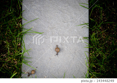 Brown Snails Creeping Together on a Rough Concrete Surface 143448249