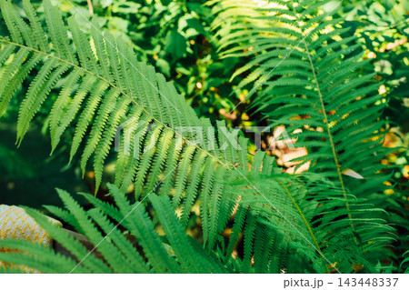 Lush green ferns growing in a vibrant forest during a sunny afternoon 143448337