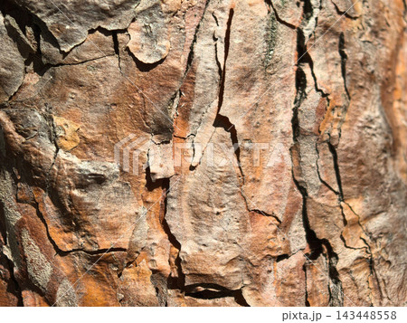 Detailed close-up of textured bark revealing nature's artistry 143448558