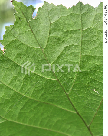 Close-up of a vibrant green leaf showcasing intricate textures and details 143448560