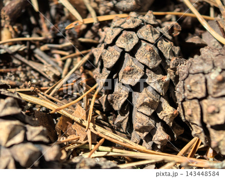 Close up of pine cones resting on earthy forest floor during warm sunlight 143448584