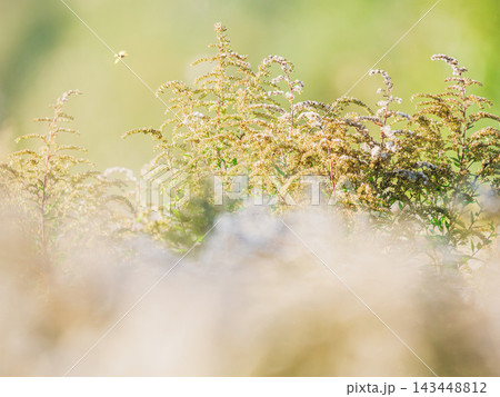 Ethereal dreamlike horizontal nature background of wild solidago grass stems and fluffy seeds in sunny august field. Representing mindfulness, tranquility, peace and calm. Soft focus, copy space 143448812