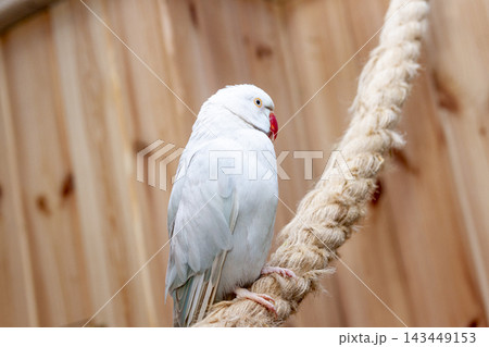 Close up portrait of an albino white rose ringed parakeet. Pet 143449153