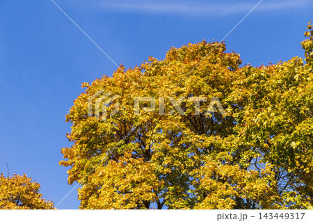 Young maple tree with green and bright orange autumn leaf transition. Background 143449317