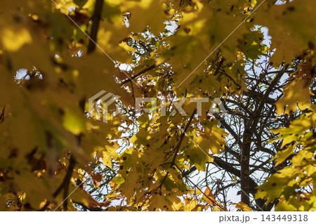 Young maple tree with green and bright orange autumn leaf transition. Background Young maple tree with green and bright orange autumn leaf transition. Background 143449318