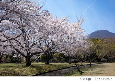 別府南立石公園の桜と鶴見岳 別府南立石公園の桜と鶴見岳 143449607