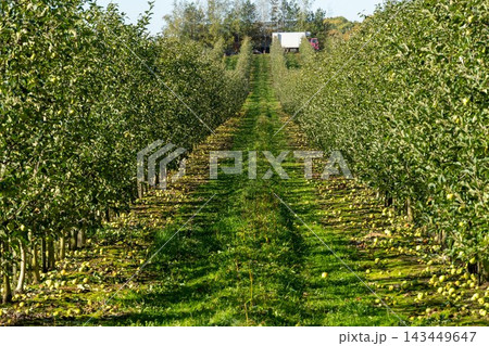 Apple orchard with rows of trees and fallen fruit along a grassy path Apple orchard with rows of trees and fallen fruit along a grassy path 143449647