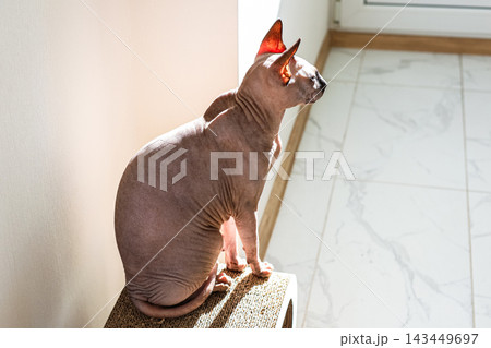 sphynx Cat sitting on cardboard scratcher by the window with sunlight shining in sphynx Cat sitting on cardboard scratcher by the window with sunlight shining in 143449697