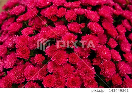 Bright pink chrysanthemums blooming in a garden during early autumn Bright pink chrysanthemums blooming in a garden during early autumn 143449861