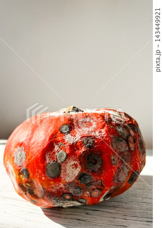 Rotting pumpkin with mold in daylight showcasing natures transformation Rotting pumpkin with mold in daylight showcasing natures transformation 143449921