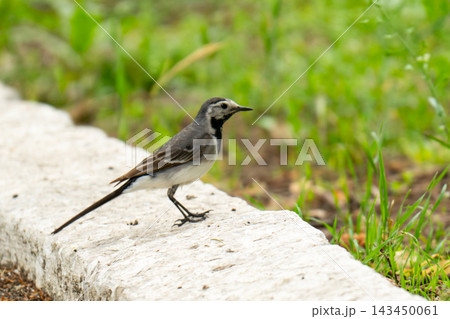 A bird is standing A bird is standing 143450061