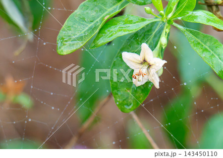 goji berry flower goji berry flower 143450110