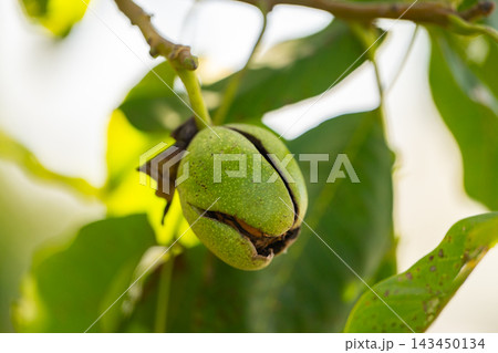 The walnuts growing on the tree The walnuts growing on the tree 143450134