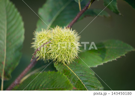 Close-up of an edible chestnut growing Close-up of an edible chestnut growing 143450180