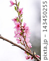 Sakura blossoms with a blurred background. An elegant spring image, perfect for design, greeting cards, advertising, and nature-related themes. 143450255