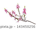 Sakura blossoms with a blurred background. An elegant spring image, perfect for design, greeting cards, advertising, and nature-related themes. 143450256